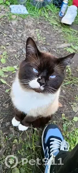 Пропал кот Ларс, 2-я линия, Куйвозово - photo