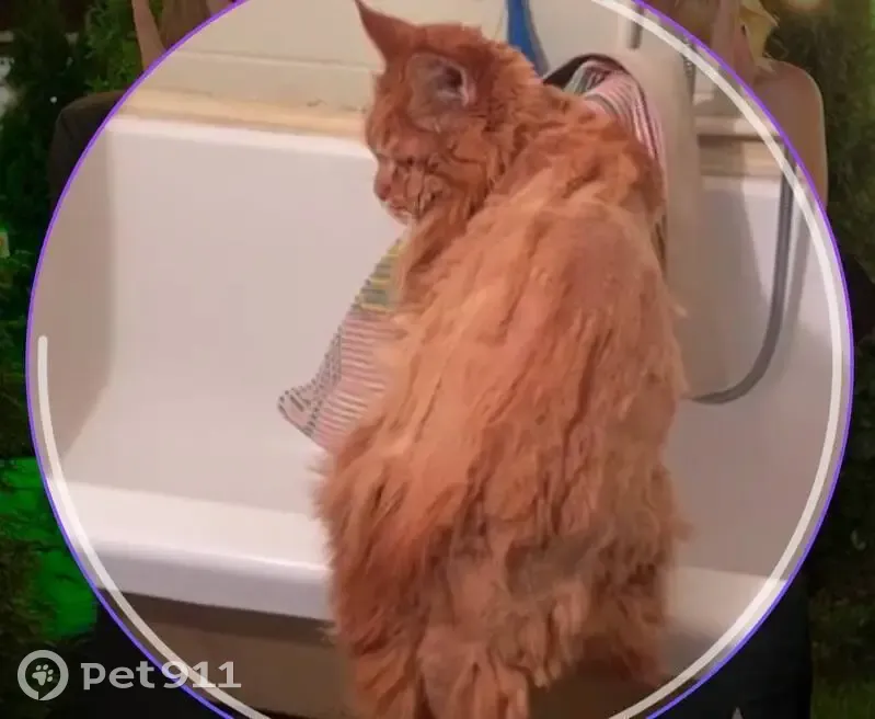 Пропал рыжий кот, ул. Донелайтеса, 12 - photo