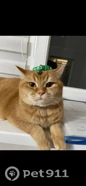 Пропала рыжая кошка, ул. Тунникова, 35 - photo