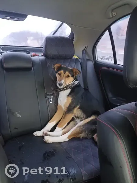 Пропала собака в Супонево, Брянская обл. - photo