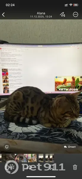 Пропала бенгальская кошка, Школьная 33 - photo