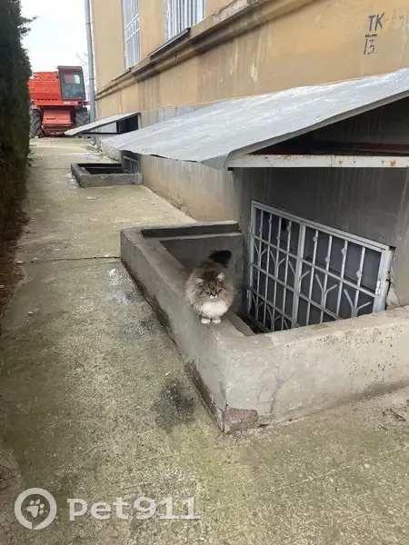 Найдена кошка на Казахской улице, Волгоград - photo