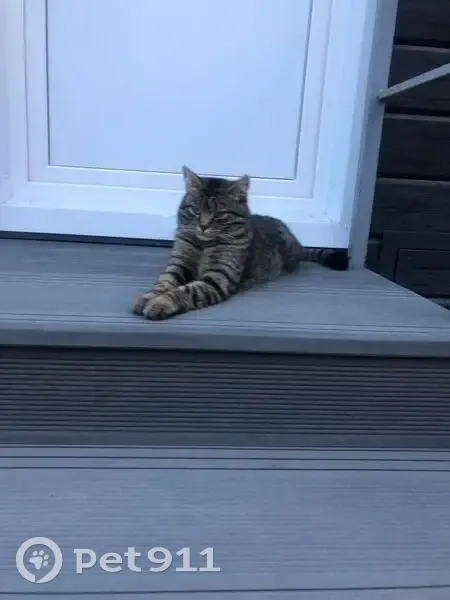 Пропала кошка, Куринская 14, Волгоград - photo