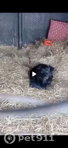 Пропала собака на ул. Парус, Теньки - photo