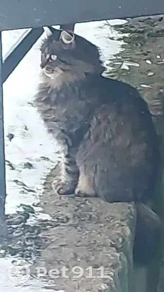 Кошка найдена: Сысольская ул., 7, Пермь - photo