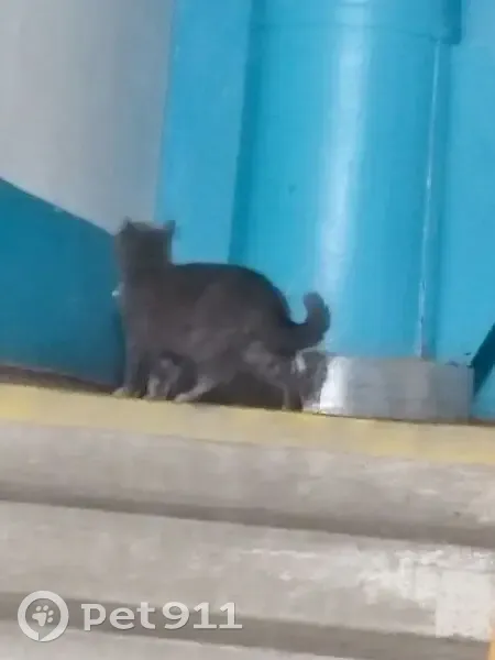 Найдена кошка, ул. 70 лет Октября, 24 - photo