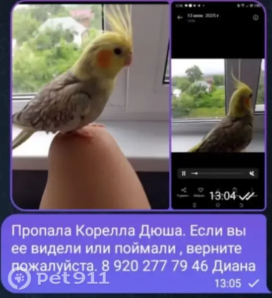 Пропала птица, ул. Шкляра, Хрущёво - photo