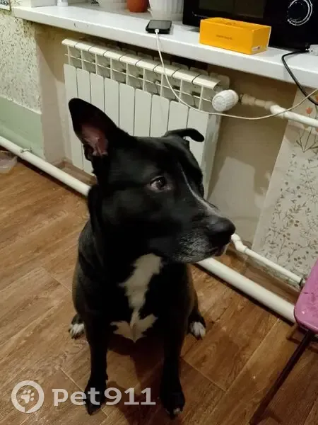 Пропала собака, ул. Чапаева, Казань - photo