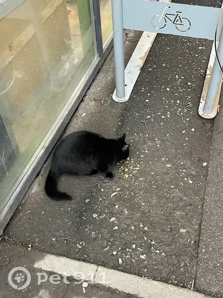 Кошка найдена в Пятерочке, Болдина 116, Тула - photo