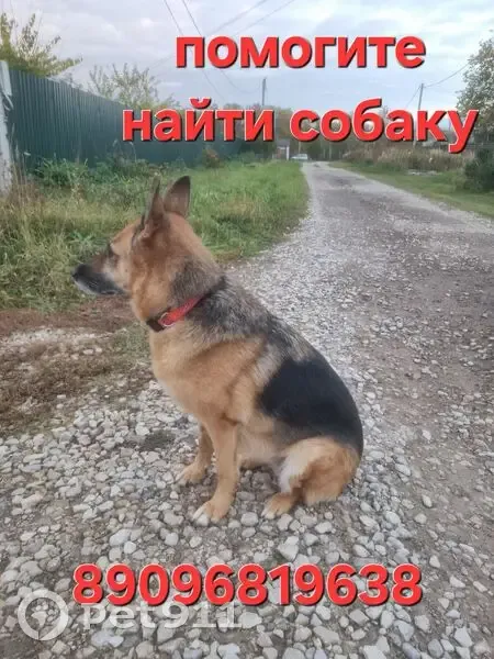 Пропала собака, Село Некрасово, Калуга - photo