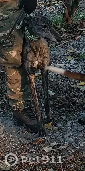 Пропала борзая, ул. Терешковой, 278 - photo