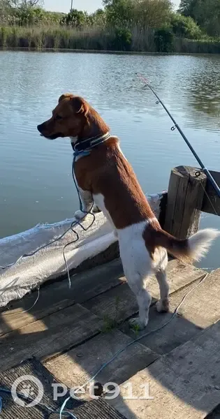 Пропала собака, ул. Копытова 42, Мурманск - photo