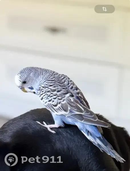 Пропала птица, Гоголя 12В, Борисовка - photo