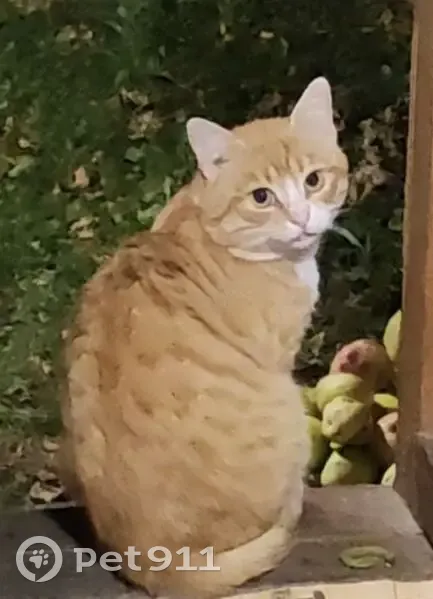 Пропала кошка в Окни, Псковская область - photo