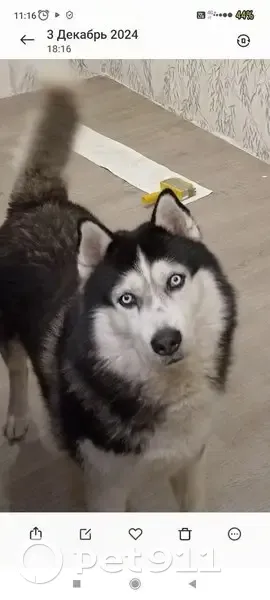 Пропала собака, Медвежьегорск, Карелия - photo