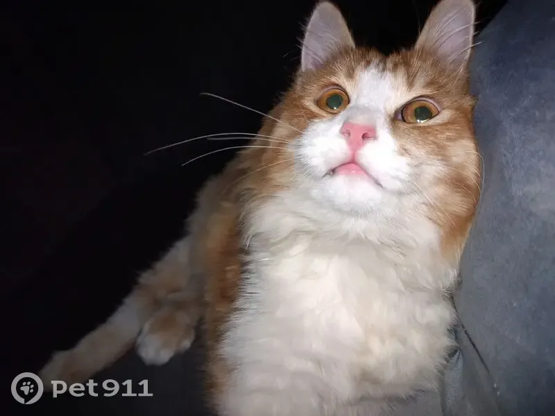 Пропала кошка, ул. Металлургов, Белово - photo