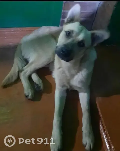 Собака найдена: Большая Садовая, 170 - photo