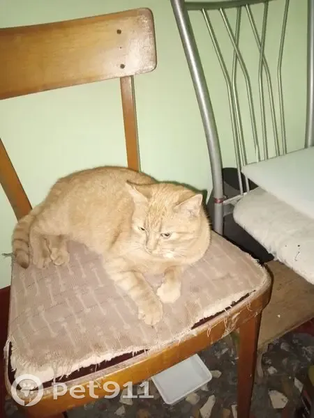 Рыжая кошка найдена в СПб - photo