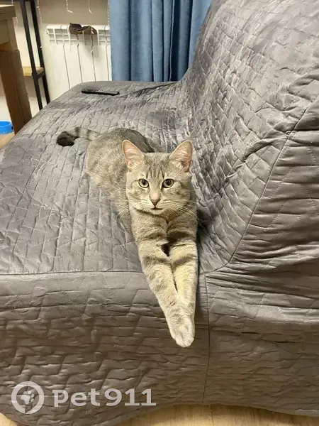 Пропала кошка, Шуваловский пр., 55 к2 - photo