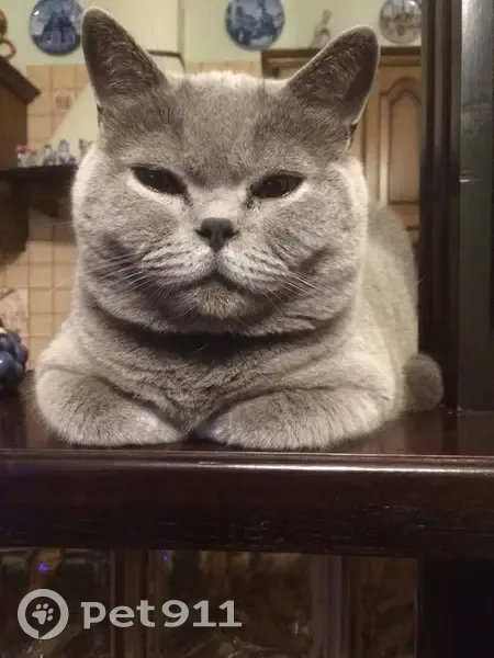 Пропала кошка, Яблоневая 31, Краснодар - photo