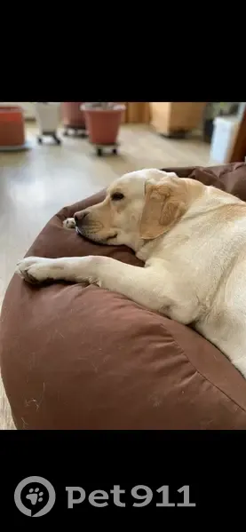 Пропала собака, Большая Революционная, 39 - photo