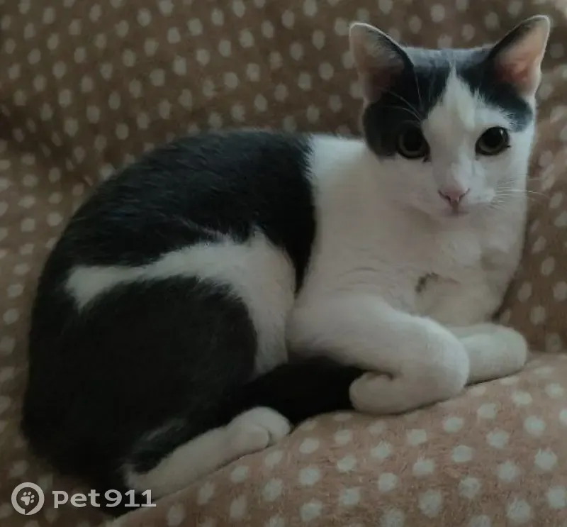 Пропала кошка, ул. Седова, 29А, Тула - photo