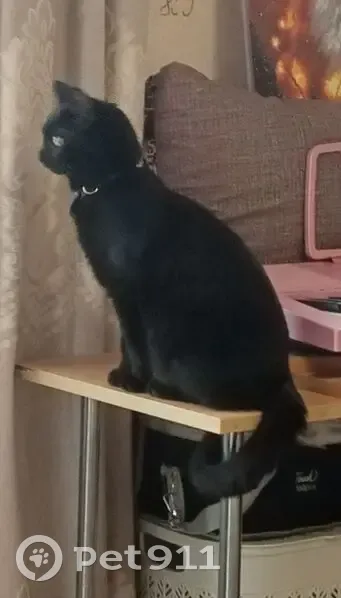 Пропала кошка, Астрахань, 10 мес, чёрная - photo