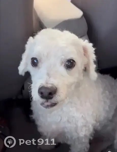 Пропала собака, ул. Понтекорво, 2, Дубна - photo