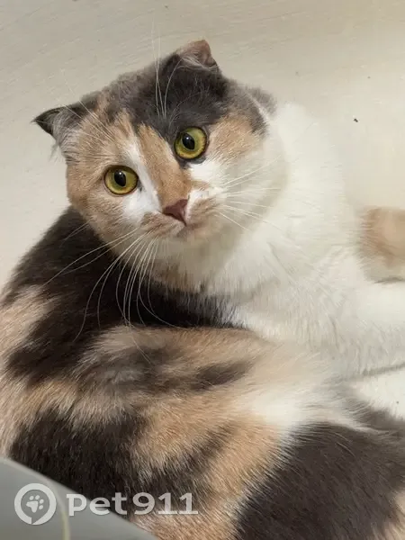 Пропала кошка, Октябрьская ул. 88, Бор - photo