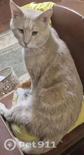 Пропала кошка, Красный спуск 36/77 - photo