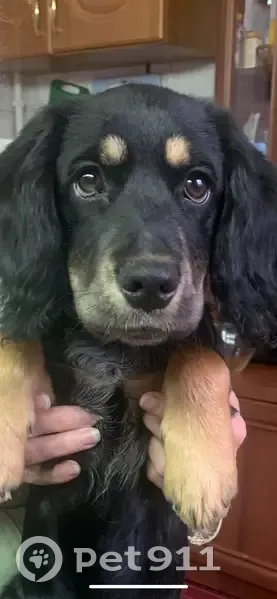 Пропала собака, ул. Полетаева, 59, Темрюк - photo