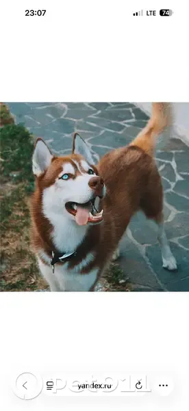 Пропал хаски, Волгоград, Бирюкова 11 - photo