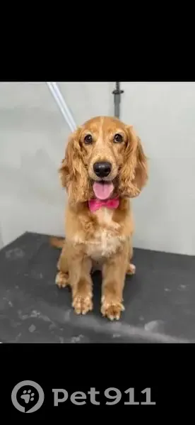 Пропала собака, Рабочий пер., 8, Яблоновский - photo