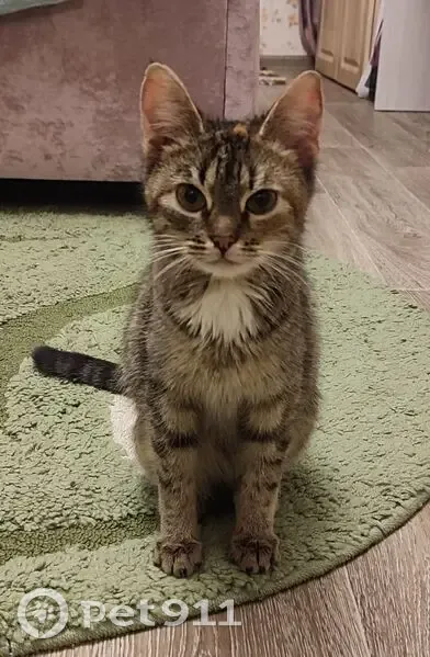 Кошка найдена: Советская ул., 190А к3 - photo