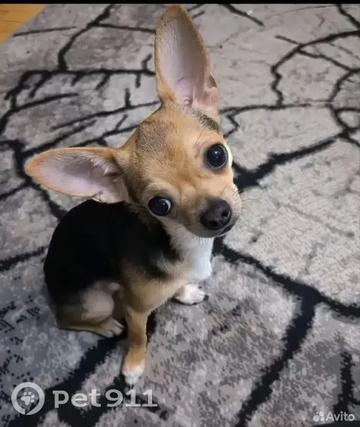 Пропала собака, Краснооктябрьская 21 - photo