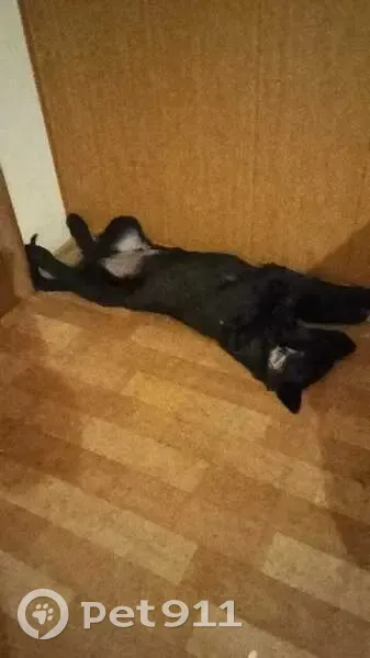 Пропали 2 чёрные собаки, ул. Эркая, 17 - photo