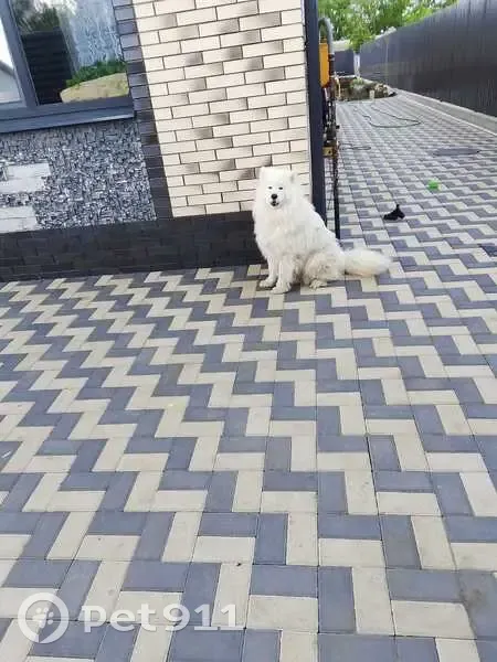 Пропала собака, Звёздная 17, Усманское - photo