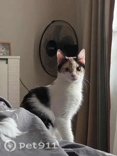 Пропала кошка, Приморский пр., 143 к2 - photo