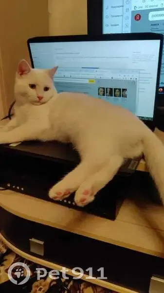 Пропала кошка в Киреевске, Тульская обл. - photo