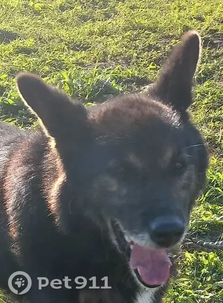 Пропала собака в Чуркино, Кировская обл. - photo