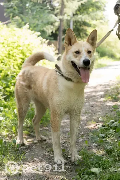 Пропала собака в Менделеево, Пермский край - photo