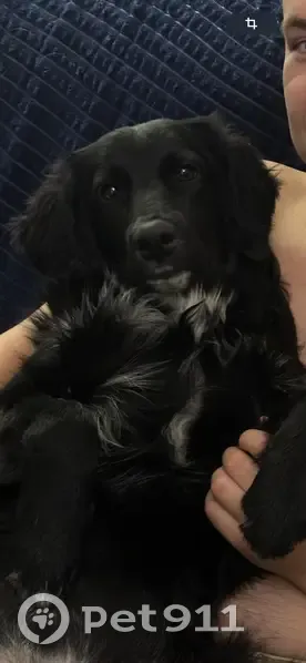 Пропала собака на Парковой, 50, Бийск - photo