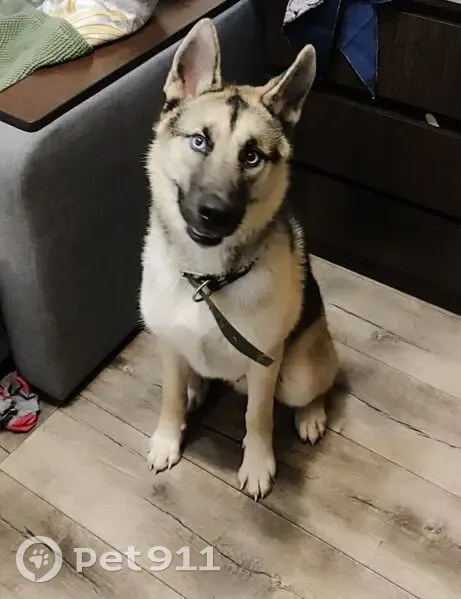 Метис хаски найден на Тракторной, Новосибирск - photo