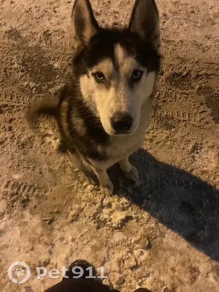 Хаски найден: Оренбургская ул, 84 - photo