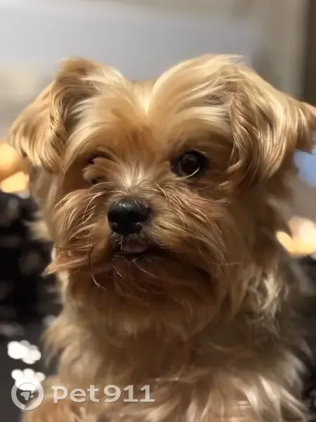 Пропала собака, Советская ул., Тауш - photo