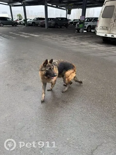 Собака найдена у METRO, пр. Королёва, 1В - photo