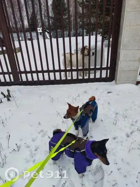 Пропала собака в Перевалово, Тюмень - photo