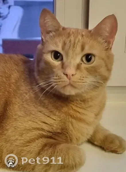 Пропал кот, Рудничный, Кемеровская обл. - photo