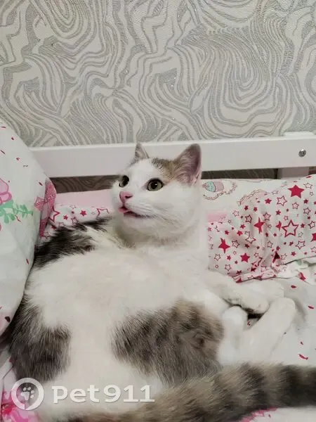 Пропала кошка, Ватутина 18, Нальчик - photo