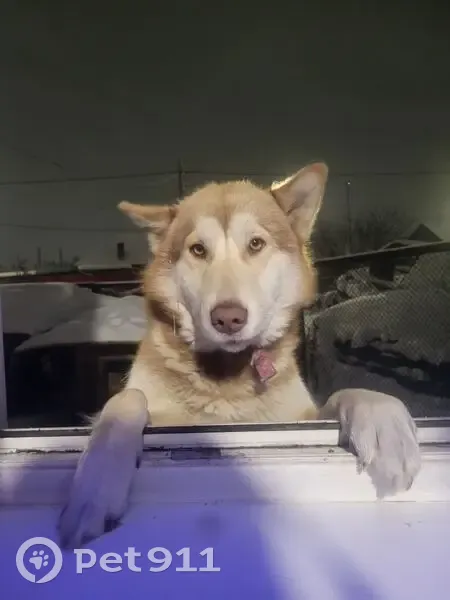 Пропала собака, ул. Сибиряков-Гвардейцев - photo